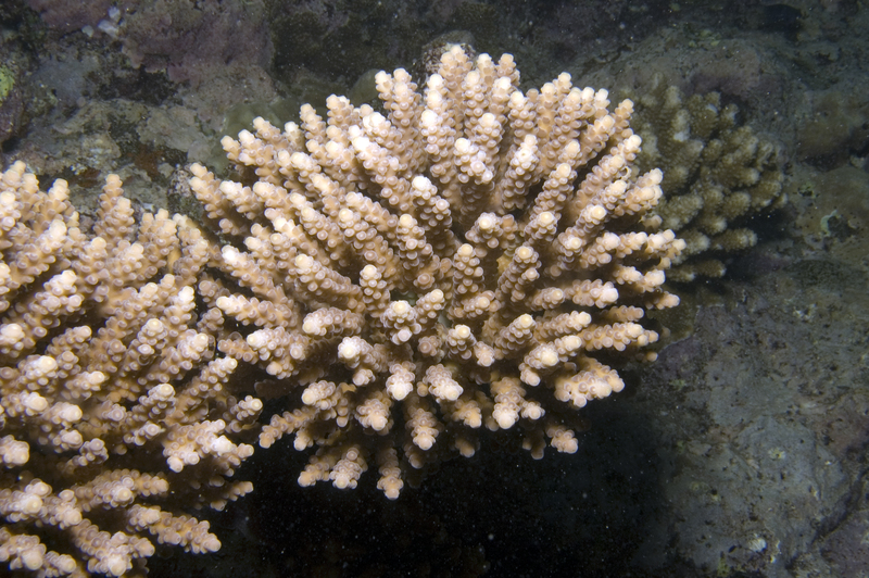 Acropora verweyi